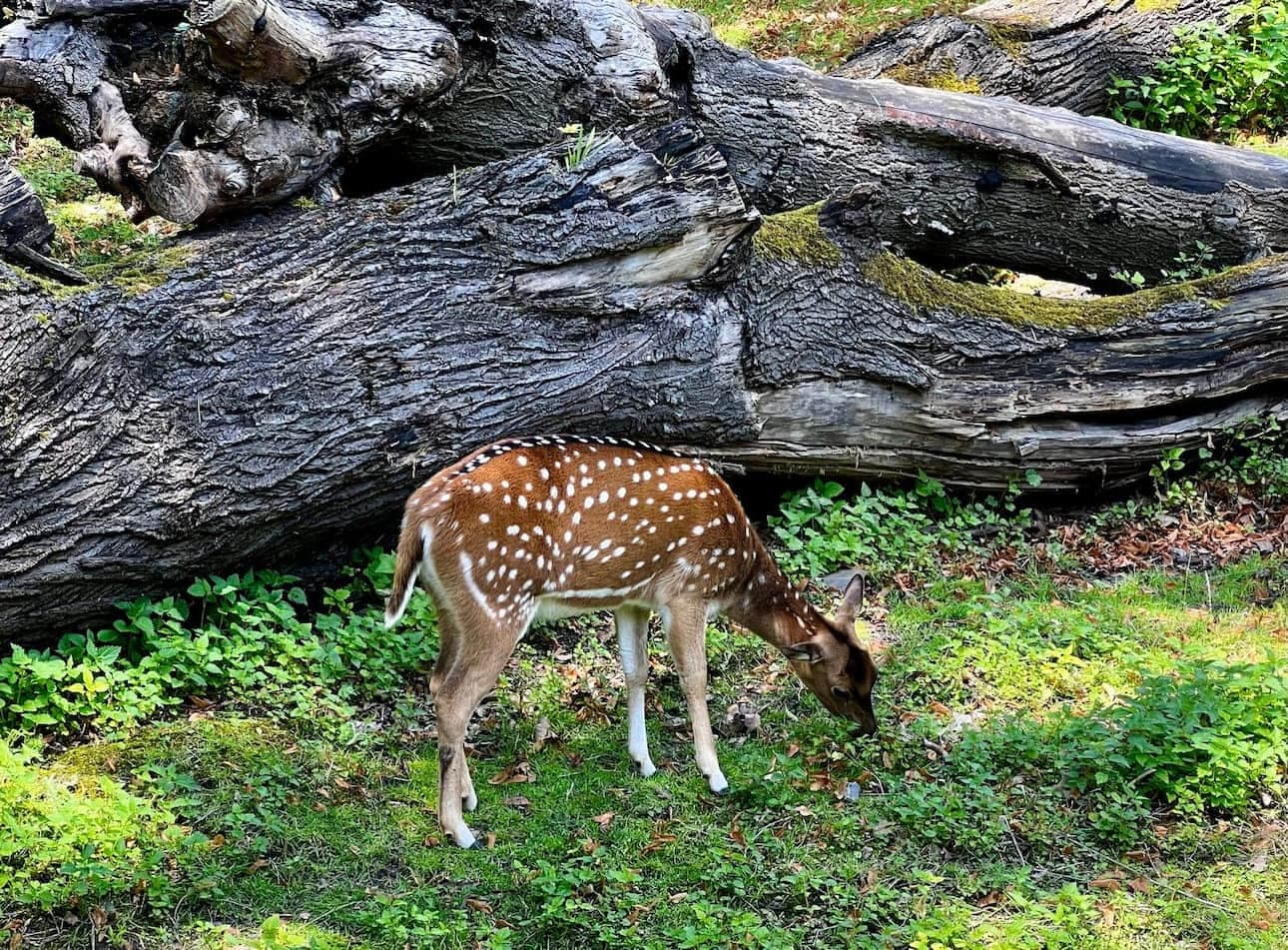 De Spirituele Betekenis van Damhert in Sjamanendrums