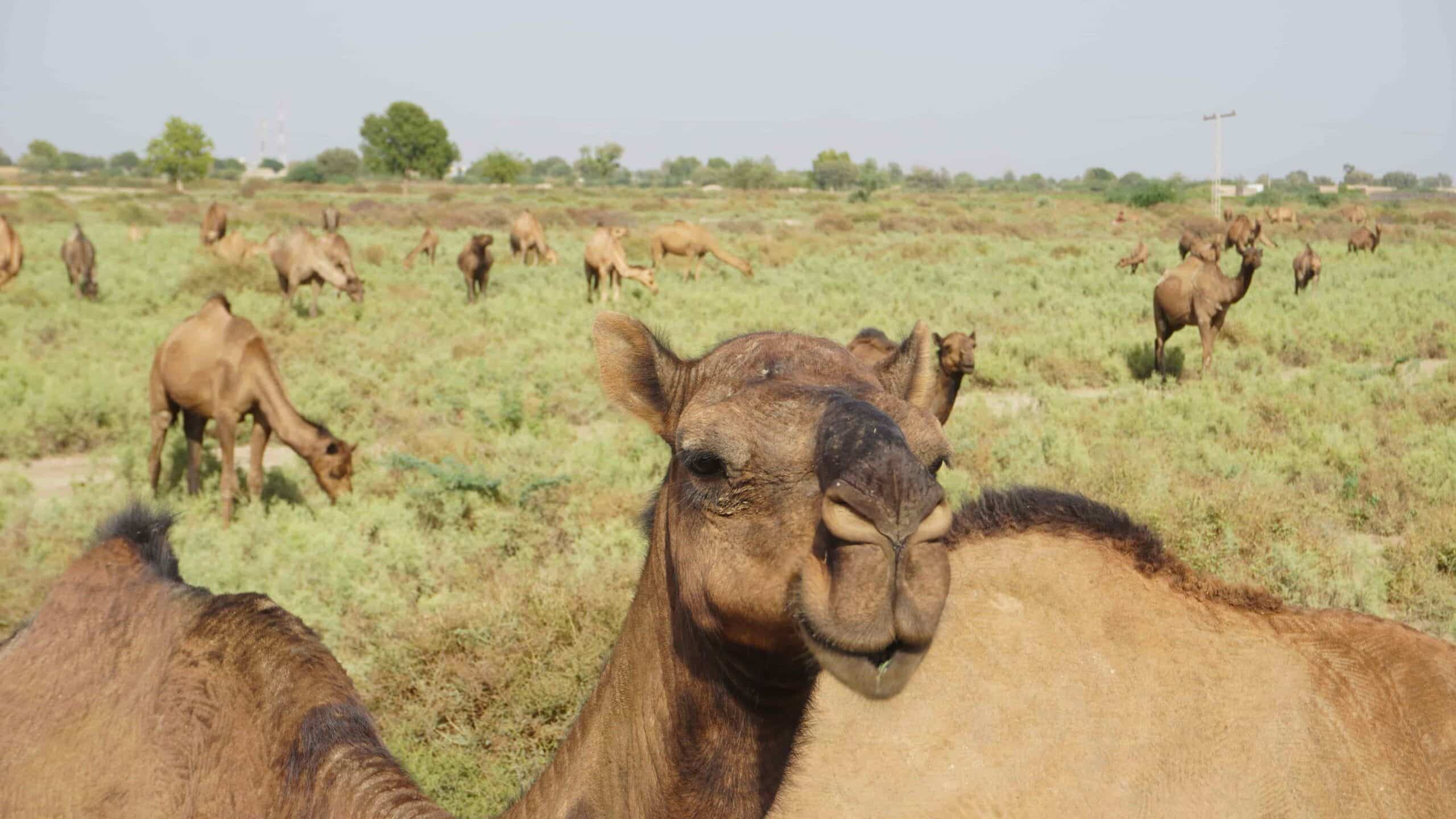 De Spirituele Betekenis van Kameel in Sjamanendrums