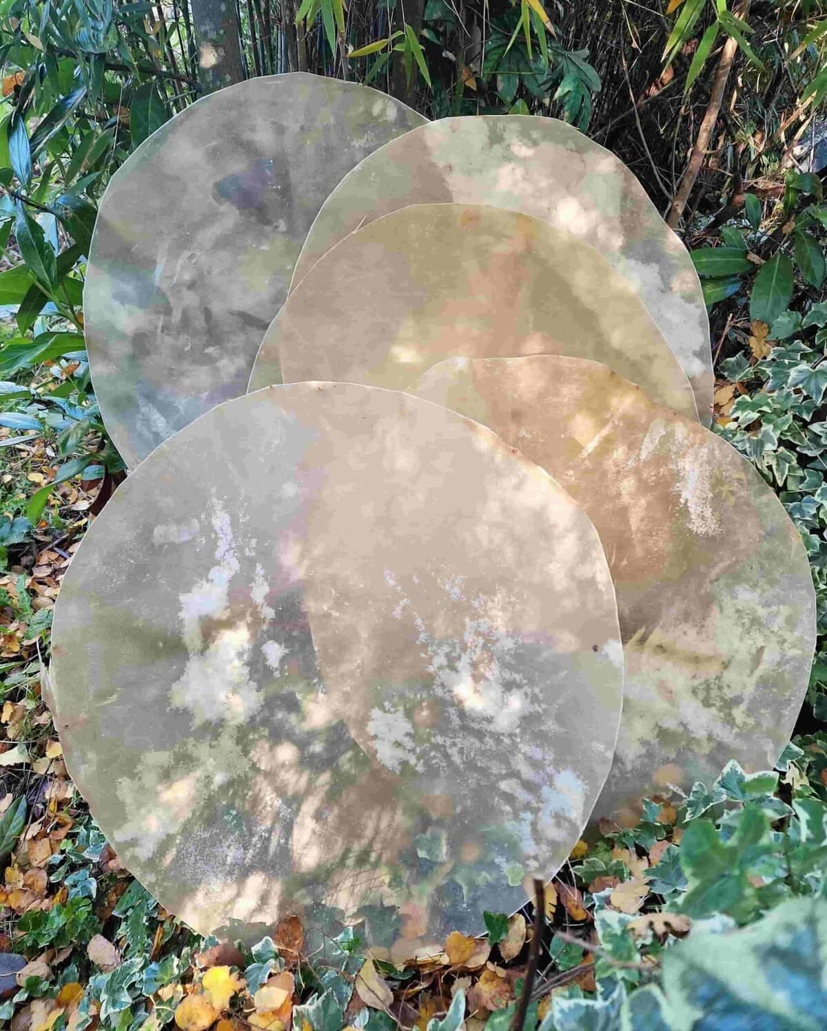 Drumvellen kaal (verscheidene diersoorten) - 3