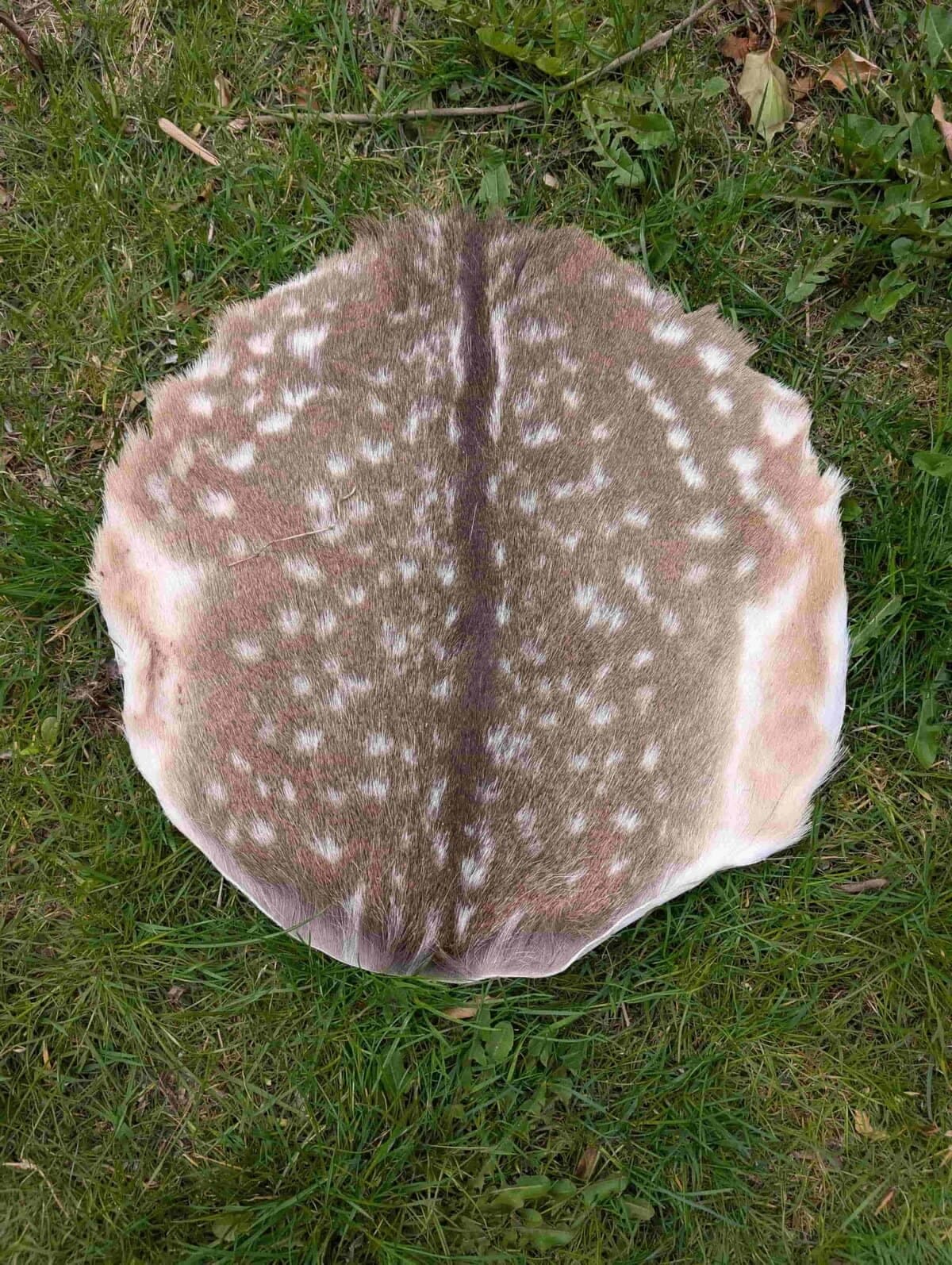 Drumvellen met haar (verscheidene diersoorten) - 2