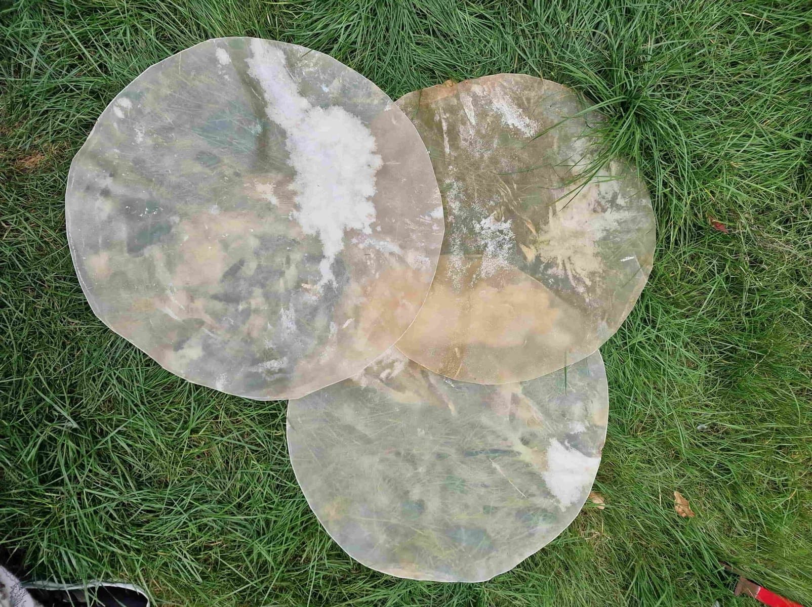 Drumvellen kaal (verscheidene diersoorten) - 4