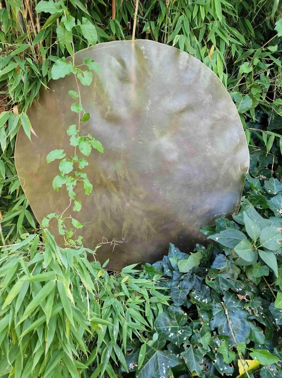 Drumvellen kaal (verscheidene diersoorten)