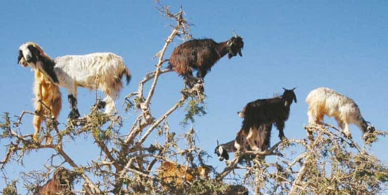 De Spirituele betekenis van Geit in Sjamanendrums