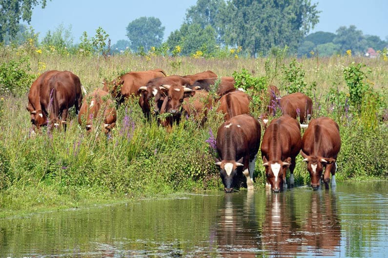 De Spirituele Betekenis van Koe in Sjamanendrums