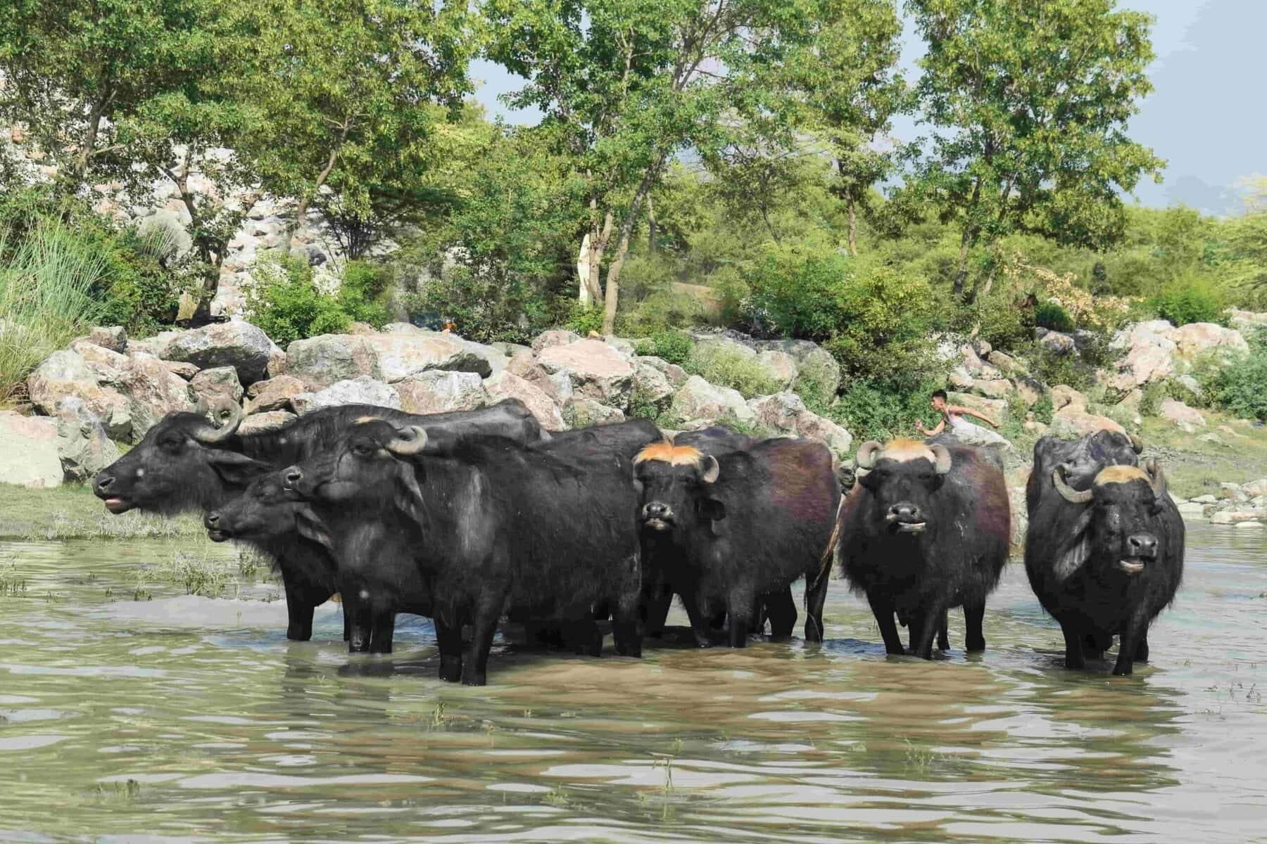 De Spirituele Betekenis van Waterbuffel in Sjamanendrums