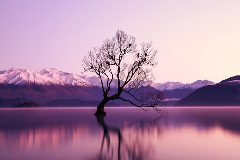 De spirituele betekenis van Palissander, Rosewood