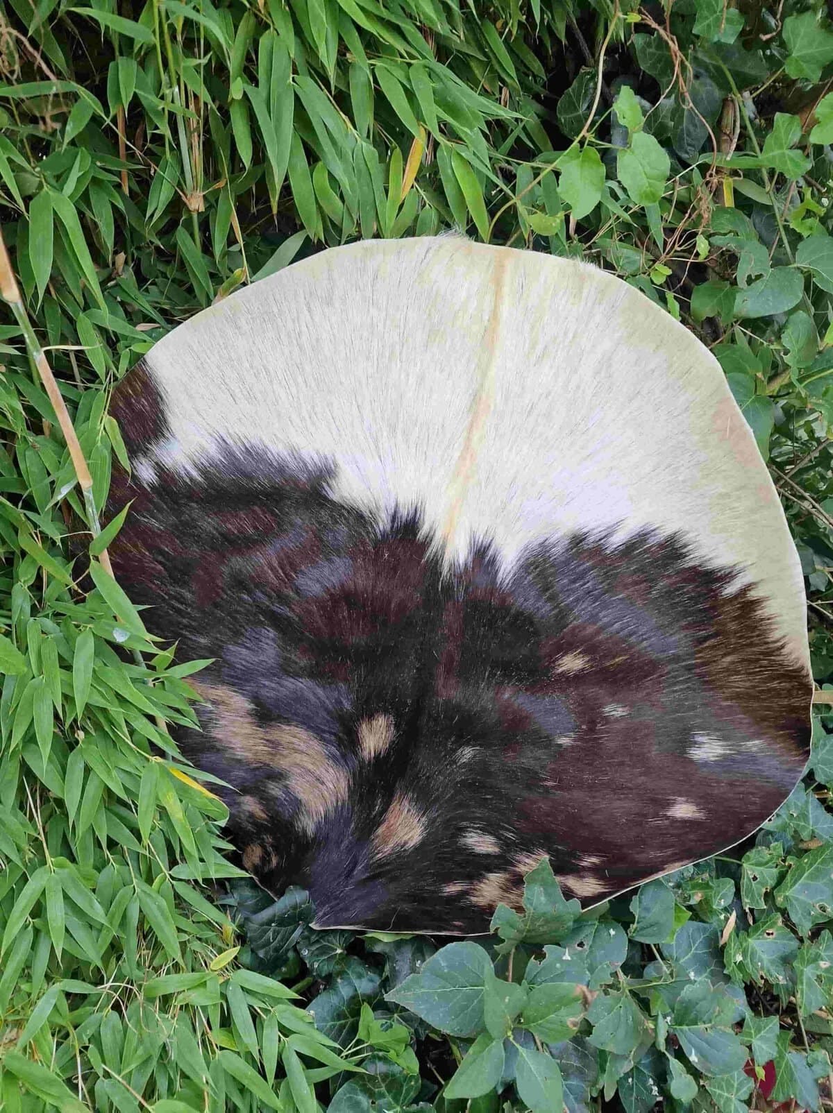 Drumvellen met haar (verscheidene diersoorten)