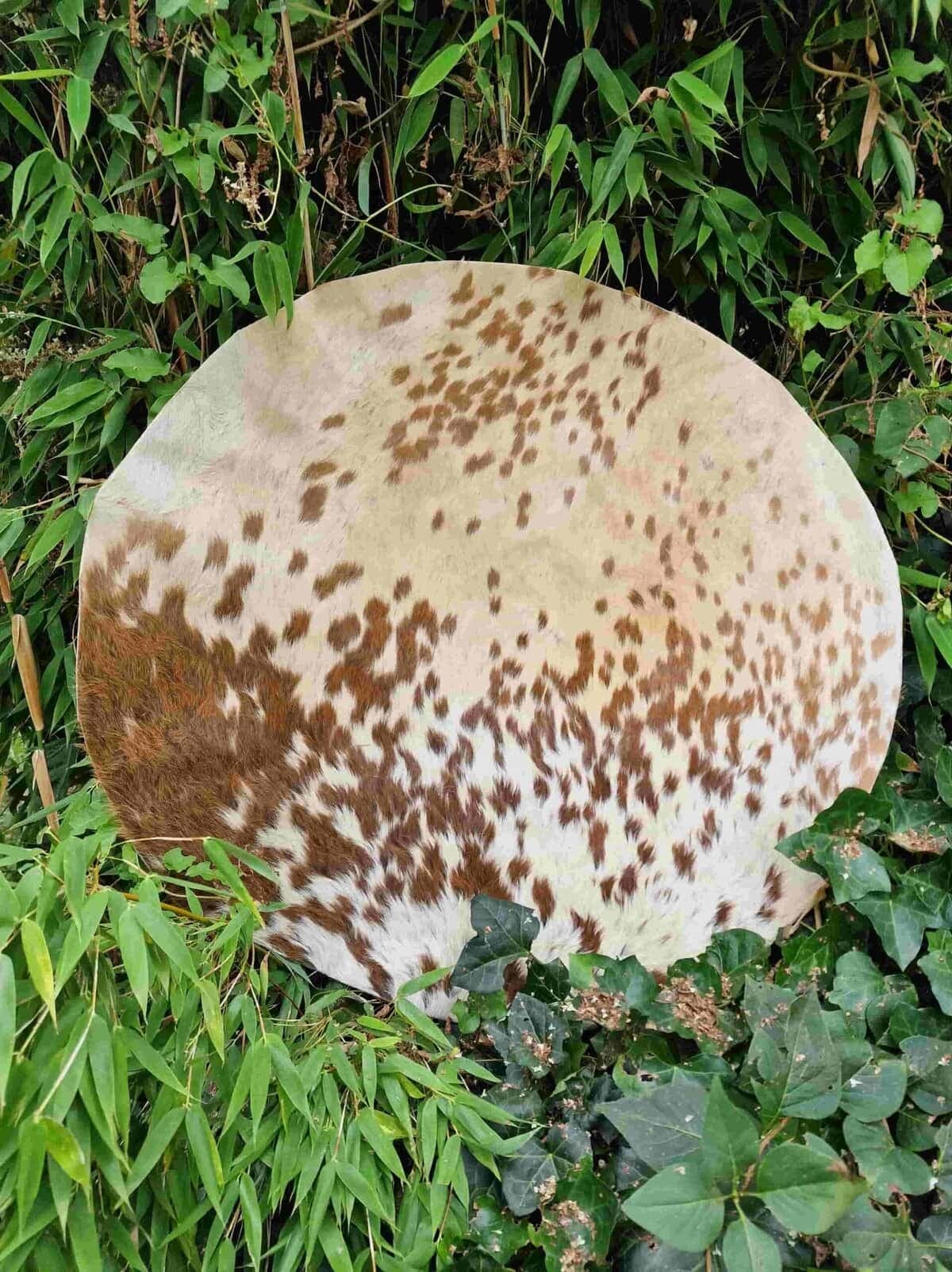Drumvellen met haar (verscheidene diersoorten) - 4