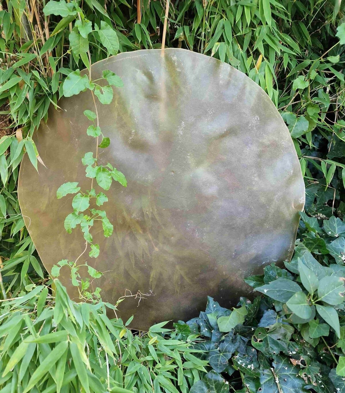 Drumvellen kaal (verscheidene diersoorten)